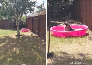 16 Adorable Pet Moments Guaranteed to Make You Laugh