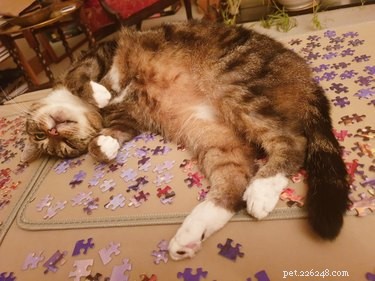 16 Adorable Pet Moments Guaranteed to Make You Laugh