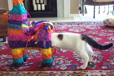 16 Adorable Pet Moments Guaranteed to Make You Laugh