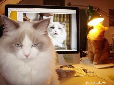 16 Adorable Pet Moments Guaranteed to Make You Laugh