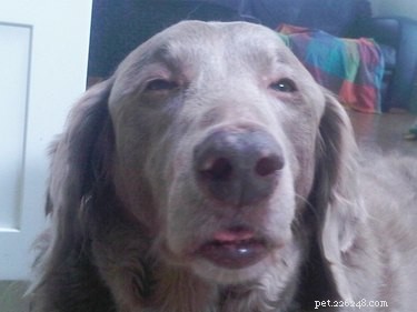 16 Adorable Pet Moments Guaranteed to Make You Laugh