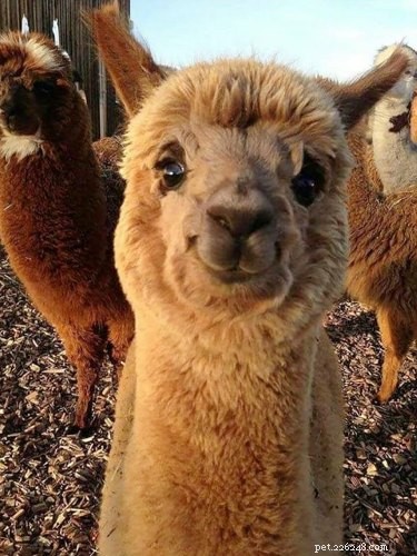 16 Adorable Pet Moments Guaranteed to Make You Laugh