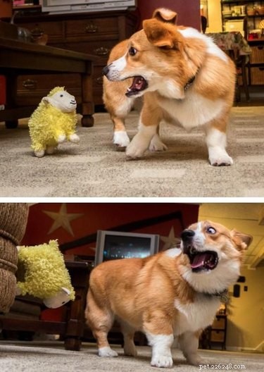 16 Adorable Pet Moments Guaranteed to Make You Laugh