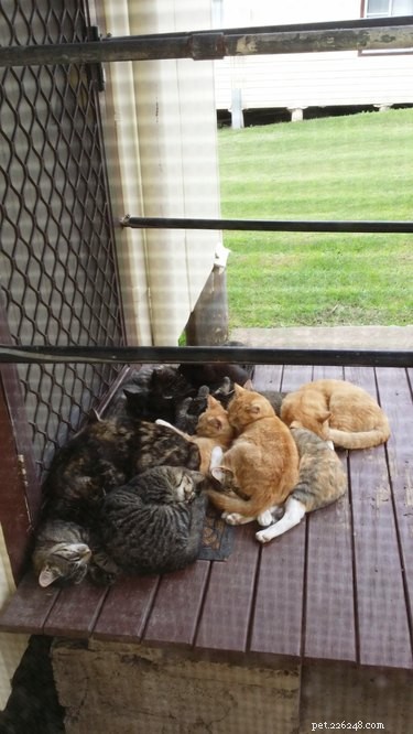16 Adorable Pet Moments Guaranteed to Make You Laugh