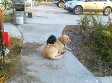 16 Adorable Pet Moments Guaranteed to Make You Laugh