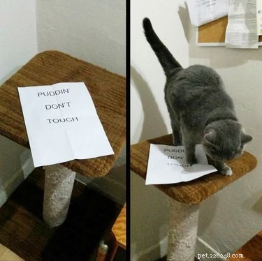 16 Adorable Pet Moments Guaranteed to Make You Laugh