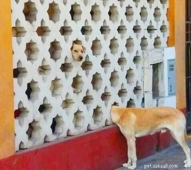 16 Adorable Pet Moments Guaranteed to Make You Laugh