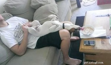 16 Adorable Pet Moments Guaranteed to Make You Laugh