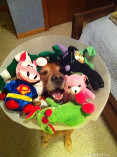 31 Pets Who’ve Been Cone‑Shamed: Funny Reactions and the Science Behind It