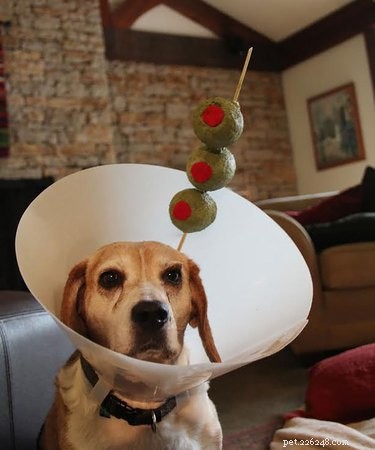 31 Pets Who’ve Been Cone‑Shamed: Funny Reactions and the Science Behind It