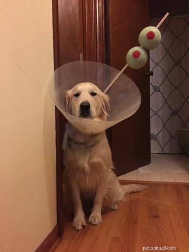 31 Pets Who’ve Been Cone‑Shamed: Funny Reactions and the Science Behind It