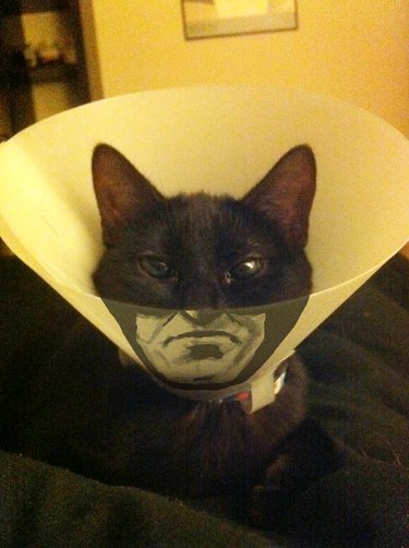 31 Pets Who’ve Been Cone‑Shamed: Funny Reactions and the Science Behind It