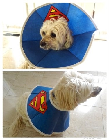 31 Pets Who’ve Been Cone‑Shamed: Funny Reactions and the Science Behind It