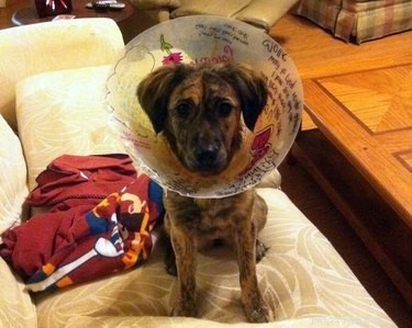 31 Pets Who’ve Been Cone‑Shamed: Funny Reactions and the Science Behind It