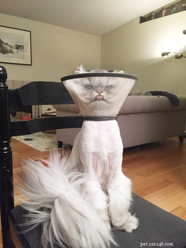31 Pets Who’ve Been Cone‑Shamed: Funny Reactions and the Science Behind It
