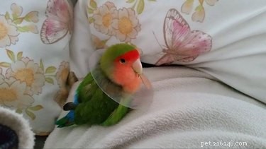 31 Pets Who’ve Been Cone‑Shamed: Funny Reactions and the Science Behind It