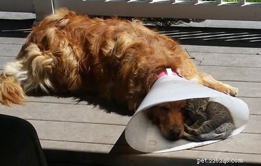 31 Pets Who’ve Been Cone‑Shamed: Funny Reactions and the Science Behind It