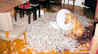 31 Pets Who’ve Been Cone‑Shamed: Funny Reactions and the Science Behind It
