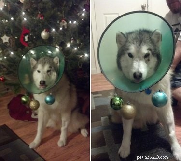31 Pets Who’ve Been Cone‑Shamed: Funny Reactions and the Science Behind It