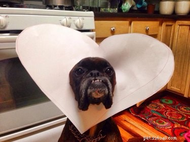 31 Pets Who’ve Been Cone‑Shamed: Funny Reactions and the Science Behind It