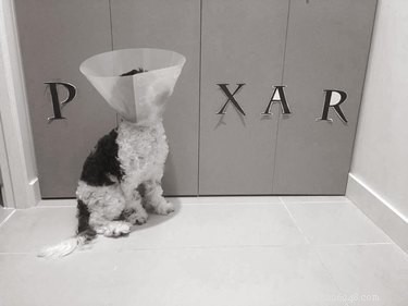 31 Pets Who’ve Been Cone‑Shamed: Funny Reactions and the Science Behind It