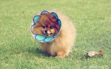 31 Pets Who’ve Been Cone‑Shamed: Funny Reactions and the Science Behind It