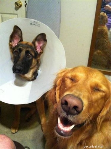 31 Pets Who’ve Been Cone‑Shamed: Funny Reactions and the Science Behind It