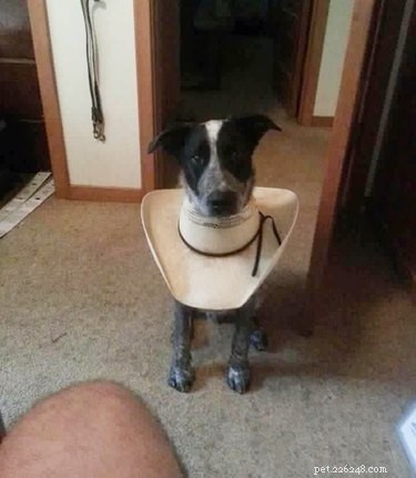 31 Pets Who’ve Been Cone‑Shamed: Funny Reactions and the Science Behind It
