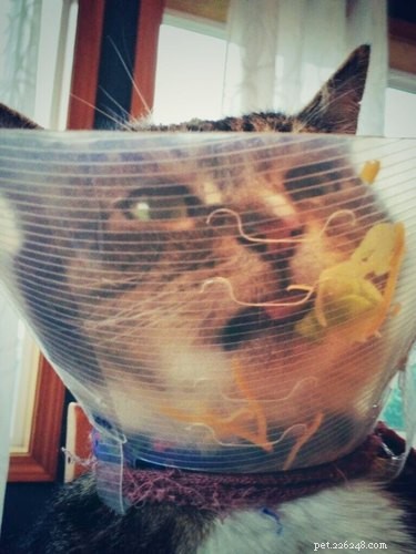 31 Pets Who’ve Been Cone‑Shamed: Funny Reactions and the Science Behind It