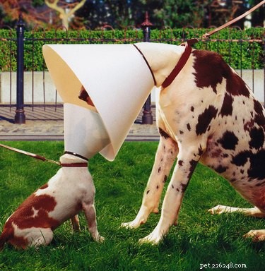 31 Pets Who’ve Been Cone‑Shamed: Funny Reactions and the Science Behind It