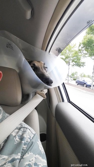 31 Pets Who’ve Been Cone‑Shamed: Funny Reactions and the Science Behind It