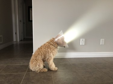 31 Pets Who’ve Been Cone‑Shamed: Funny Reactions and the Science Behind It
