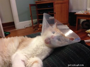 31 Pets Who’ve Been Cone‑Shamed: Funny Reactions and the Science Behind It
