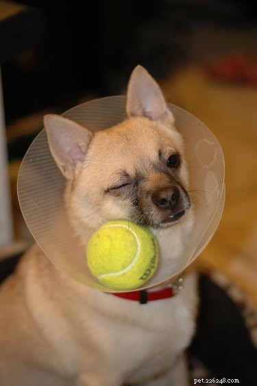 31 Pets Who’ve Been Cone‑Shamed: Funny Reactions and the Science Behind It