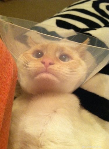 31 Pets Who’ve Been Cone‑Shamed: Funny Reactions and the Science Behind It