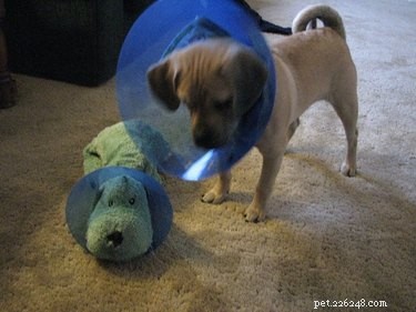 31 Pets Who’ve Been Cone‑Shamed: Funny Reactions and the Science Behind It