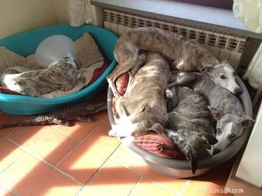 31 Pets Who’ve Been Cone‑Shamed: Funny Reactions and the Science Behind It