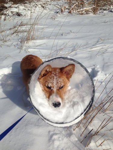 31 Pets Who’ve Been Cone‑Shamed: Funny Reactions and the Science Behind It