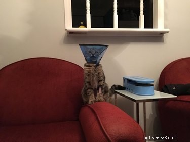 31 Pets Who’ve Been Cone‑Shamed: Funny Reactions and the Science Behind It