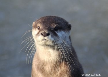 Zoos Embrace Amazon‑Style Animal Ratings: A Funny New Trend