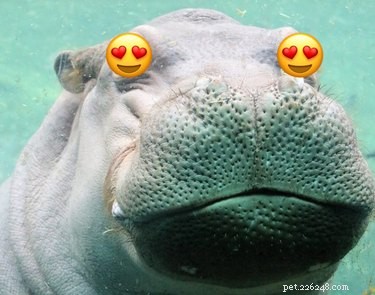 Fiona the Hippo s New Romance: Texas Zoo Resident Timothy Expresses Affection