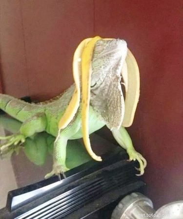 22 Adorable Reptile Photos That Will Melt Your Heart