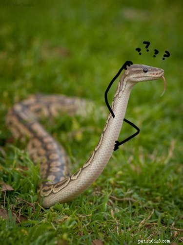 22 Adorable Reptile Photos That Will Melt Your Heart