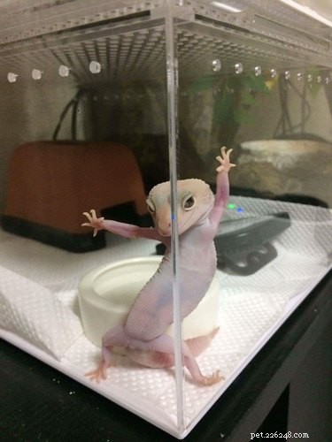 22 Adorable Reptile Photos That Will Melt Your Heart