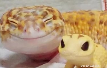 22 Adorable Reptile Photos That Will Melt Your Heart