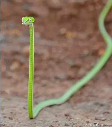 22 Adorable Reptile Photos That Will Melt Your Heart