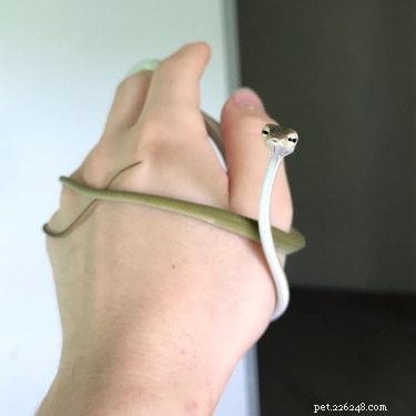 22 Adorable Reptile Photos That Will Melt Your Heart