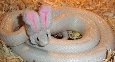 22 Adorable Reptile Photos That Will Melt Your Heart