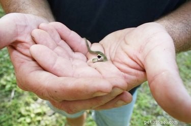 22 Adorable Reptile Photos That Will Melt Your Heart