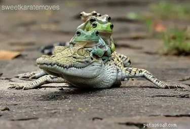 22 Adorable Reptile Photos That Will Melt Your Heart